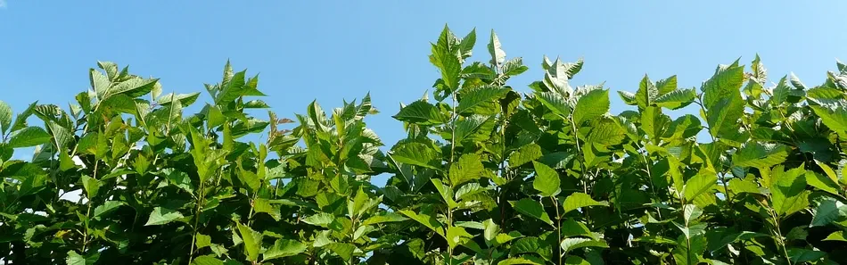 Fruitboomkwekerij, appelbomen, peren, pruimen, Polen - dia 2