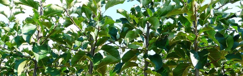 Fruitboomkwekerij, Appelbomen, Peren, Pruimen, Polen - dia 3