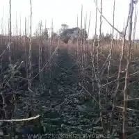 Kwekerij: bomen, fruitstruiken, appelbomen, peren, pruimen, kersen, Polen - galerij 01