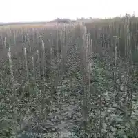 Kwekerij: bomen, fruitstruiken, appelbomen, peren, pruimen, kersen, Polen- galerij 18
