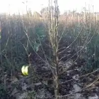 Kwekerij: bomen, fruitstruiken, appelbomen, peren, pruimen, kersen, Polen - galerij 02