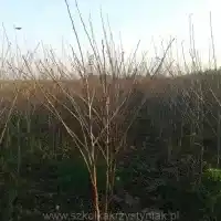 Kwekerij: bomen, fruitstruiken, appelbomen, peren, pruimen, kersen, Polen