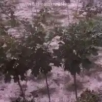 Kwekerij: bomen, fruitstruiken, appelbomen, peren, pruimen, kersen, Polen- galerij 18