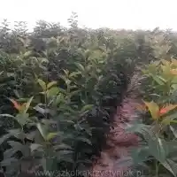 Kwekerij: bomen, fruitstruiken, appelbomen, peren, pruimen, kersen, Polen - galerij 03