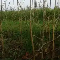 Kwekerij: bomen, fruitstruiken, appelbomen, peren, pruimen, kersen, Polen - galerij 04