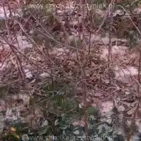 Kwekerij: bomen, fruitstruiken, appelbomen, peren, pruimen, kersen, Polen - galerij - 04