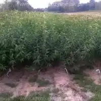 Kwekerij, bomen, fruitstruiken, appelbomen, peren, pruimen, kersen, Polen - galerij 0
