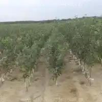 Kwekerij, bomen, fruitstruiken, appelbomen, peren, pruimen, kersen, Polen - galerij -05