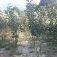 Kwekerij: bomen, fruitstruiken, appelbomen, peren, pruimen, kersen, Polen - galerij 05
