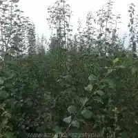 Kwekerij: bomen, fruitstruiken, appelbomen, peren, pruimen, kersen, Polen - galerij 00