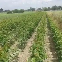 Kwekerij: bomen, fruitstruiken, appelbomen, peren, pruimen, kersen, Polen - galerij 19
