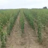 Kwekerij: bomen, fruitstruiken, appelbomen, peren, pruimen, kersen, Polen
