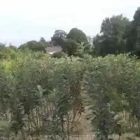 Kwekerij: bomen, fruitstruiken, appelbomen, peren, pruimen, kersen, Polen - galerij 06