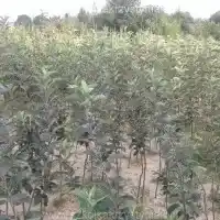 Kwekerij: bomen, fruitstruiken, appelbomen, peren, pruimen, kersen, Polen- galerij 20