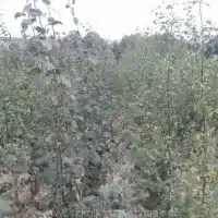 Kwekerij: bomen, fruitstruiken, appelbomen, peren, pruimen, kersen, Polen