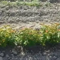 Kwekerij: bomen, fruitstruiken, appelbomen, peren, pruimen, kersen, Polen - galerij 07