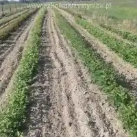 Kwekerij: bomen, fruitstruiken, appelbomen, peren, pruimen, kersen, Polen - galerij 21