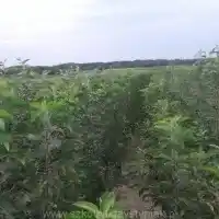 Kwekerij: bomen, fruitstruiken, appelbomen, peren, pruimen, kersen, Polen - zaal 22