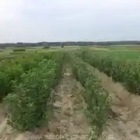 Kwekerij: bomen, fruitstruiken, appelbomen, peren, pruimen, kersen, Polen - galerij 08