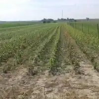 Kwekerij: bomen, fruitstruiken, appelbomen, peren, pruimen, kersen, Polen - galerij 23