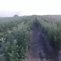 Kwekerij: bomen, fruitstruiken, appelbomen, peren, pruimen, kersen, Polen - galerij 24