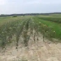 Kwekerij: bomen, fruitstruiken, appelbomen, peren, pruimen, kersen, Polen - galerij 09
