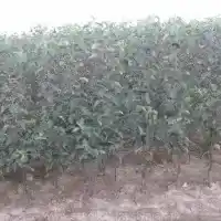 Kwekerij: bomen, fruitstruiken, appelbomen, peren, pruimen, kersen, Polen - galerij 25
