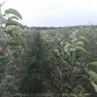 Kwekerij: bomen, fruitstruiken, appelbomen, peren, pruimen, kersen, Polen - galerij 26