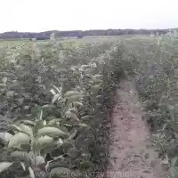 Kwekerij: bomen, fruitstruiken, appelbomen, peren, pruimen, kersen, Polen - galerij 10