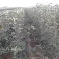 Kwekerij: bomen, fruitstruiken, appelbomen, peren, pruimen, kersen, Polen- galerij 27