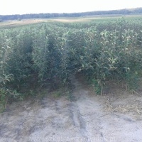 Kwekerij: bomen, fruitstruiken, appelbomen, peren, pruimen, kersen, Polen