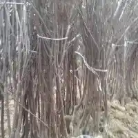 Kwekerij: bomen, fruitstruiken, appelbomen, peren, pruimen, kersen, Polen - galerij 11