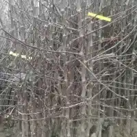 Kwekerij: bomen, fruitstruiken, appelbomen, peren, pruimen, kersen, Polen- galerij 28