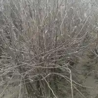 Kwekerij: bomen, fruitstruiken, appelbomen, peren, pruimen, kersen, Polen