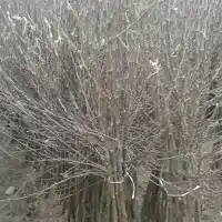 Kwekerij: bomen, fruitstruiken, appelbomen, peren, pruimen, kersen, Polen - galerij 12