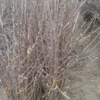 Kwekerij: bomen, fruitstruiken, appelbomen, peren, pruimen, kersen, Polen- galerij 29