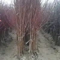Kwekerij: bomen, fruitstruiken, appelbomen, peren, pruimen, kersen, Polen- galerij 30