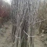 Kwekerij: bomen, fruitstruiken, appelbomen, peren, pruimen, kersen, Polen - galerij 13