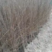 Kwekerij: bomen, fruitstruiken, appelbomen, peren, pruimen, kersen, Polen- galerij 32