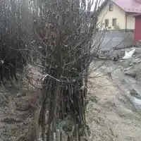 Kwekerij: bomen, fruitstruiken, appelbomen, peren, pruimen, kersen, Polen - galerij 14