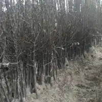 Kwekerij: bomen, fruitstruiken, appelbomen, peren, pruimen, kersen, Polen- galerij 33
