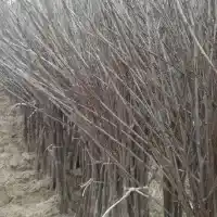 Kwekerij: bomen, fruitstruiken, appelbomen, peren, pruimen, kersen, Polen- galerij 34