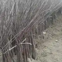 Kwekerij: bomen, fruitstruiken, appelbomen, peren, pruimen, kersen, Polen - galerij 15