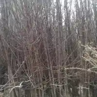 Kwekerij: bomen, fruitstruiken, appelbomen, peren, pruimen, kersen, Polen - galerij 35