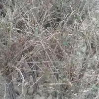Kwekerij: bomen, fruitstruiken, appelbomen, peren, pruimen, kersen, Polen - galerij 16